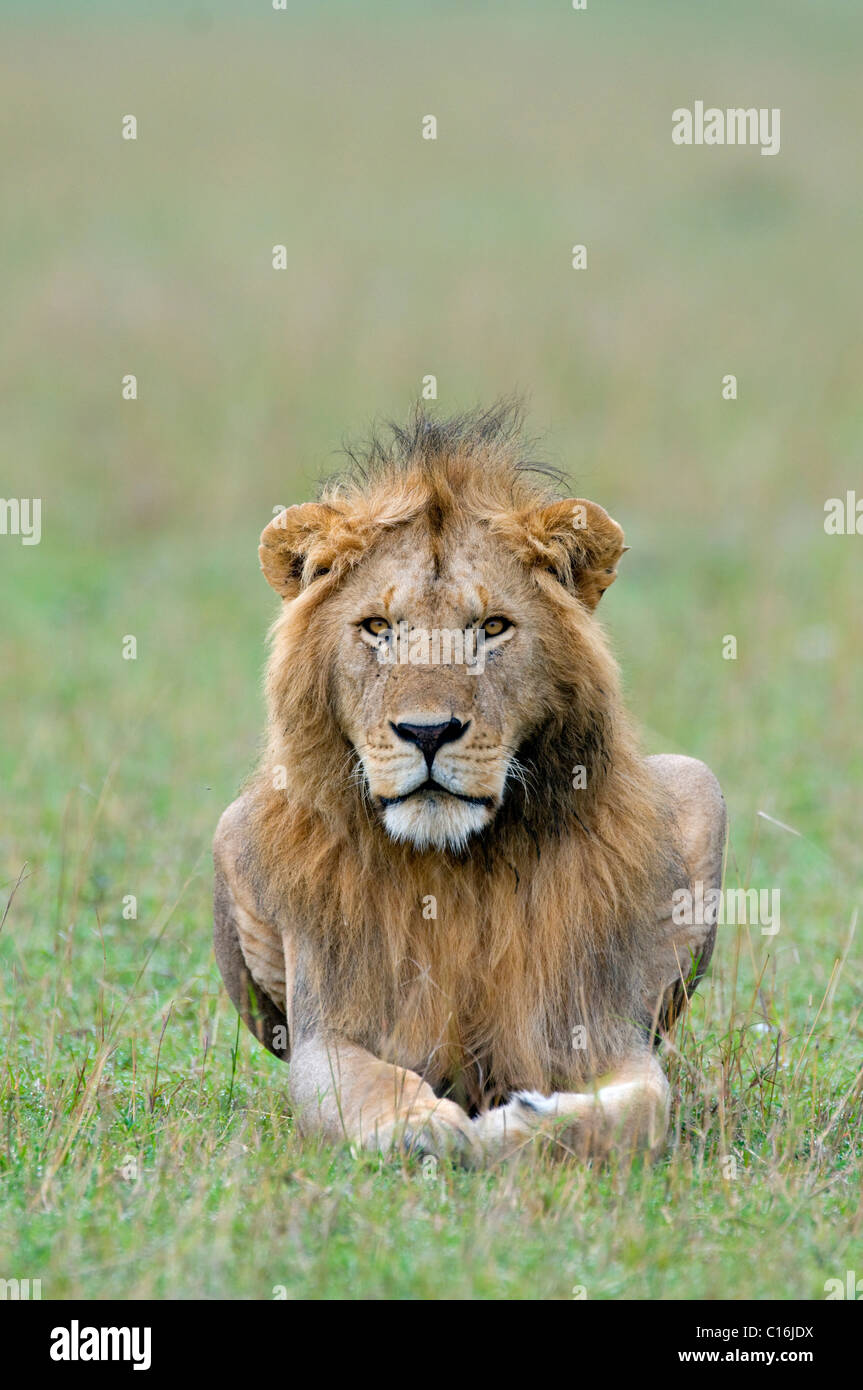 Löwe (Panthera Leo), Naturschutzgebiet Masai Mara, Kenia, Ostafrika Stockfoto
