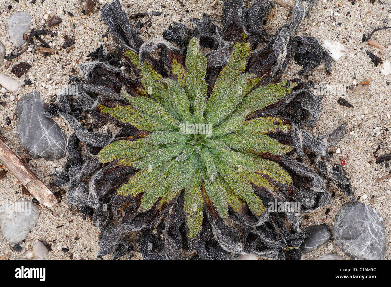 Viper's Bugloss (Echium Vulgare), Blatt-Rosette, Bayern, Deutschland, Europa Stockfoto