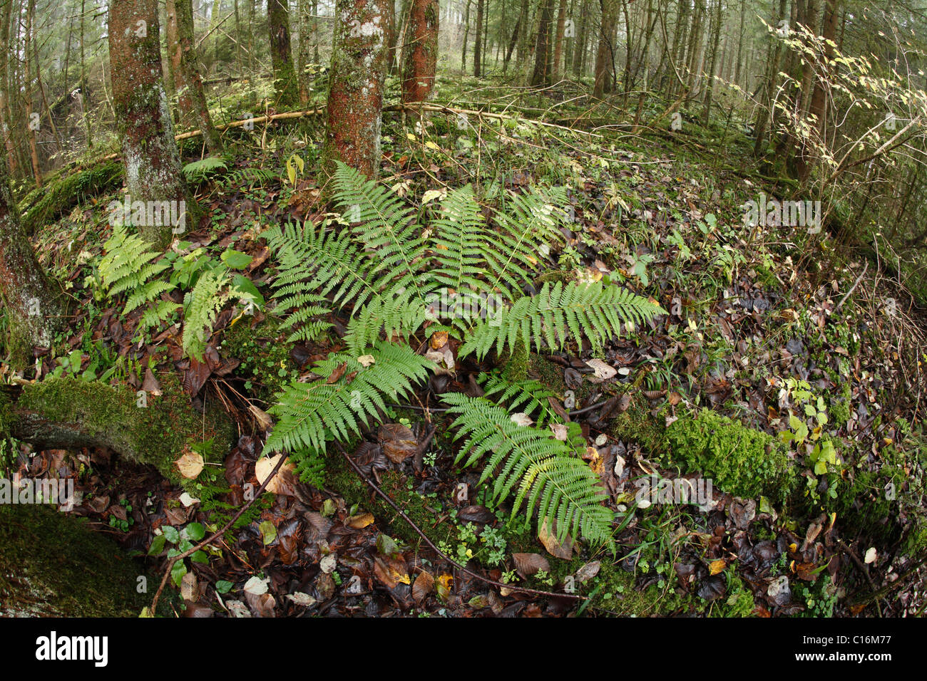 Woodferns (Dryopteris sp), Farn im Wald Auwald Isar Feuchtgebiete, Oberbayern, Deutschland, Europa Stockfoto