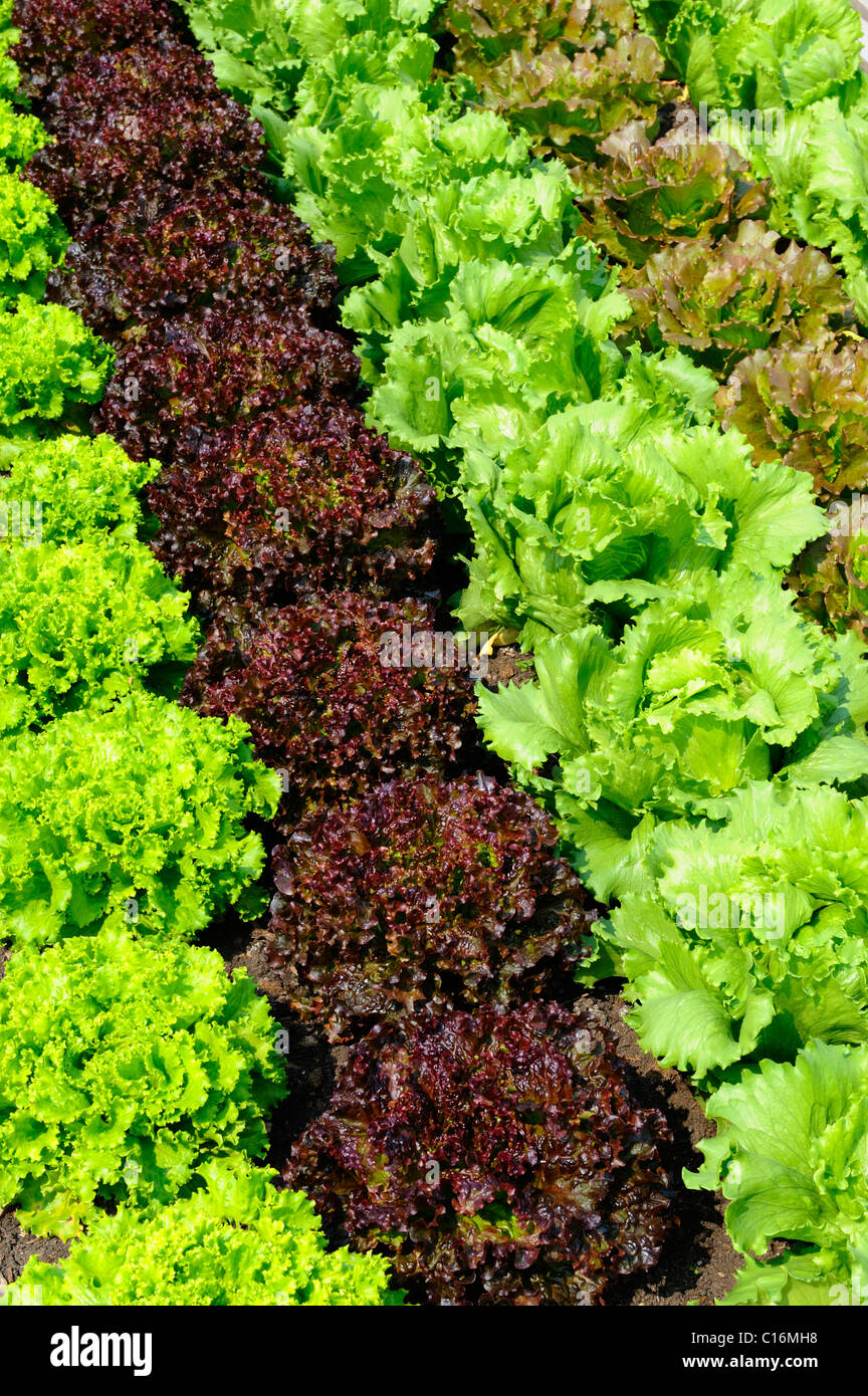 Salat verschiedener arten Fotos und Bildmaterial in hoher Auflösung