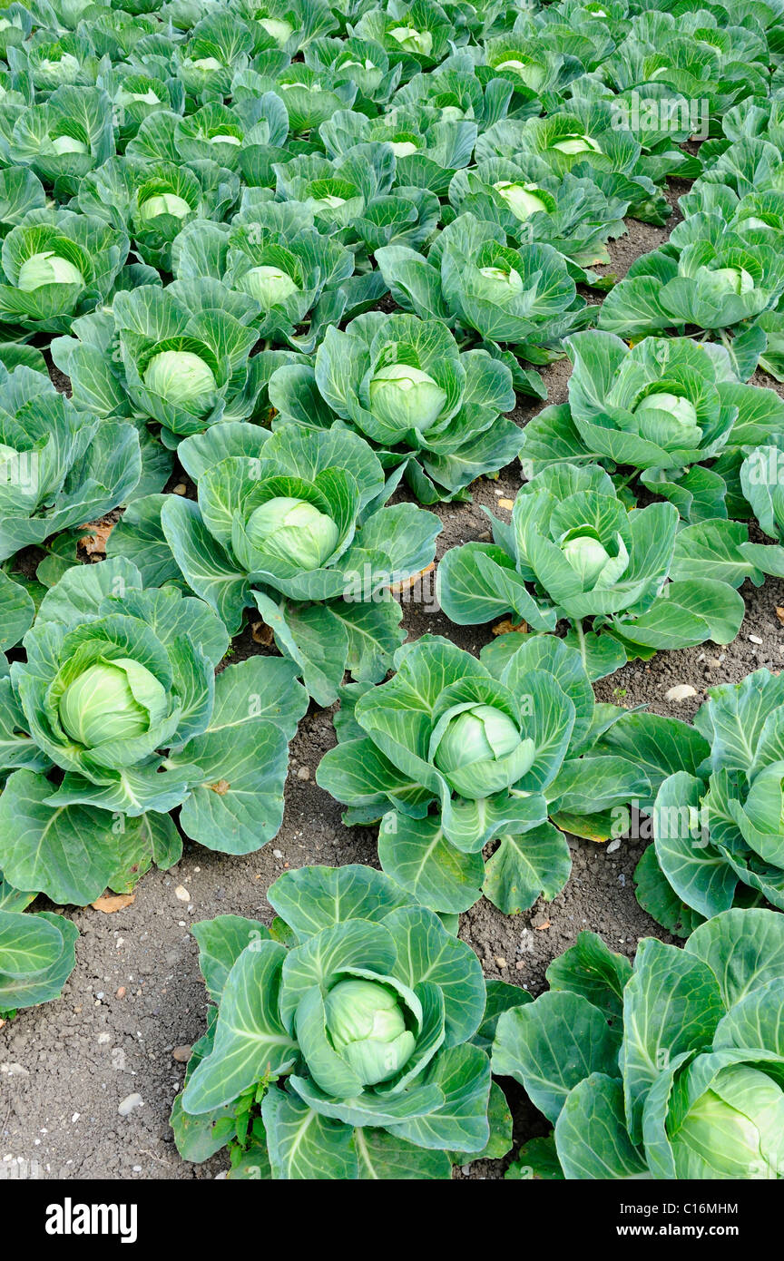 Kohl (Brassica Oleracea var. Capitata F. Alba) auf einem Feld Stockfoto