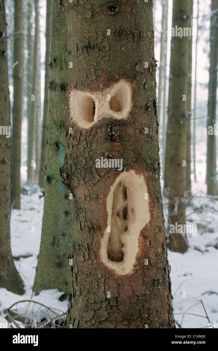 Specht Amboss auf gemeinsame Fichte (Picea Abies) Stockfoto