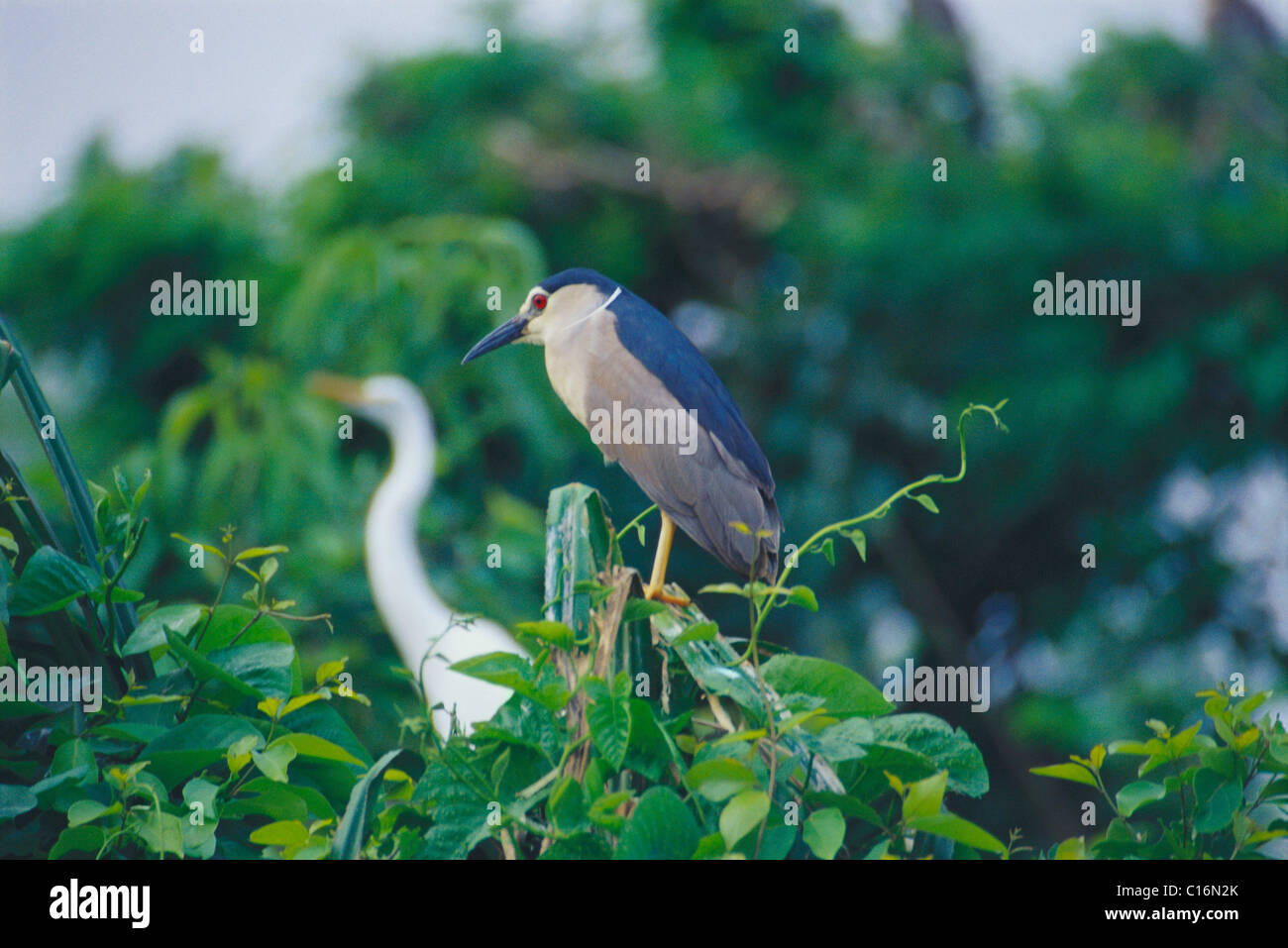 Schwarzer, gekrönter Nachtreiher (Nycticorax Nycticorax) hocken auf Pflanzen, Ranganthittu Bird Sanctuary, Mandya, Karnataka, Indien Stockfoto