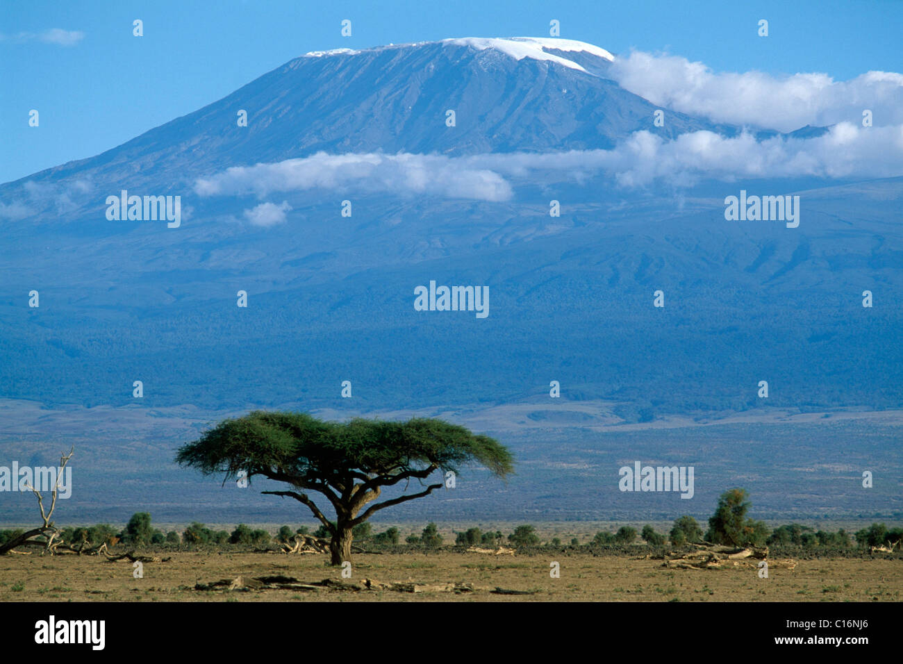 Mount Kilimanjaro, Amboseli Nationalpark, Kenia, Afrika Stockfoto