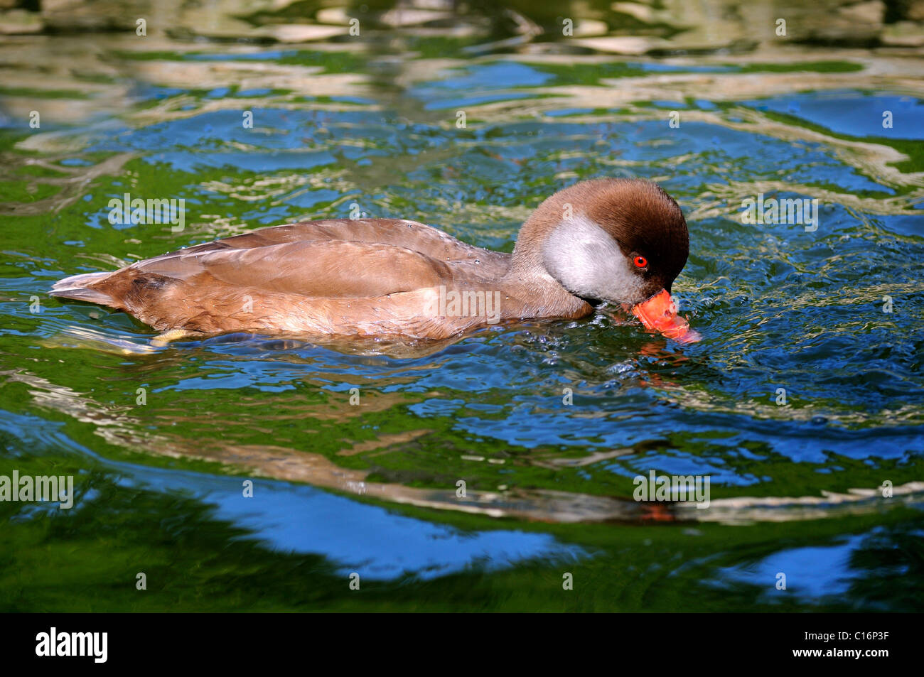 Ente Hybrid Fütterung von unten Wasser Stockfoto