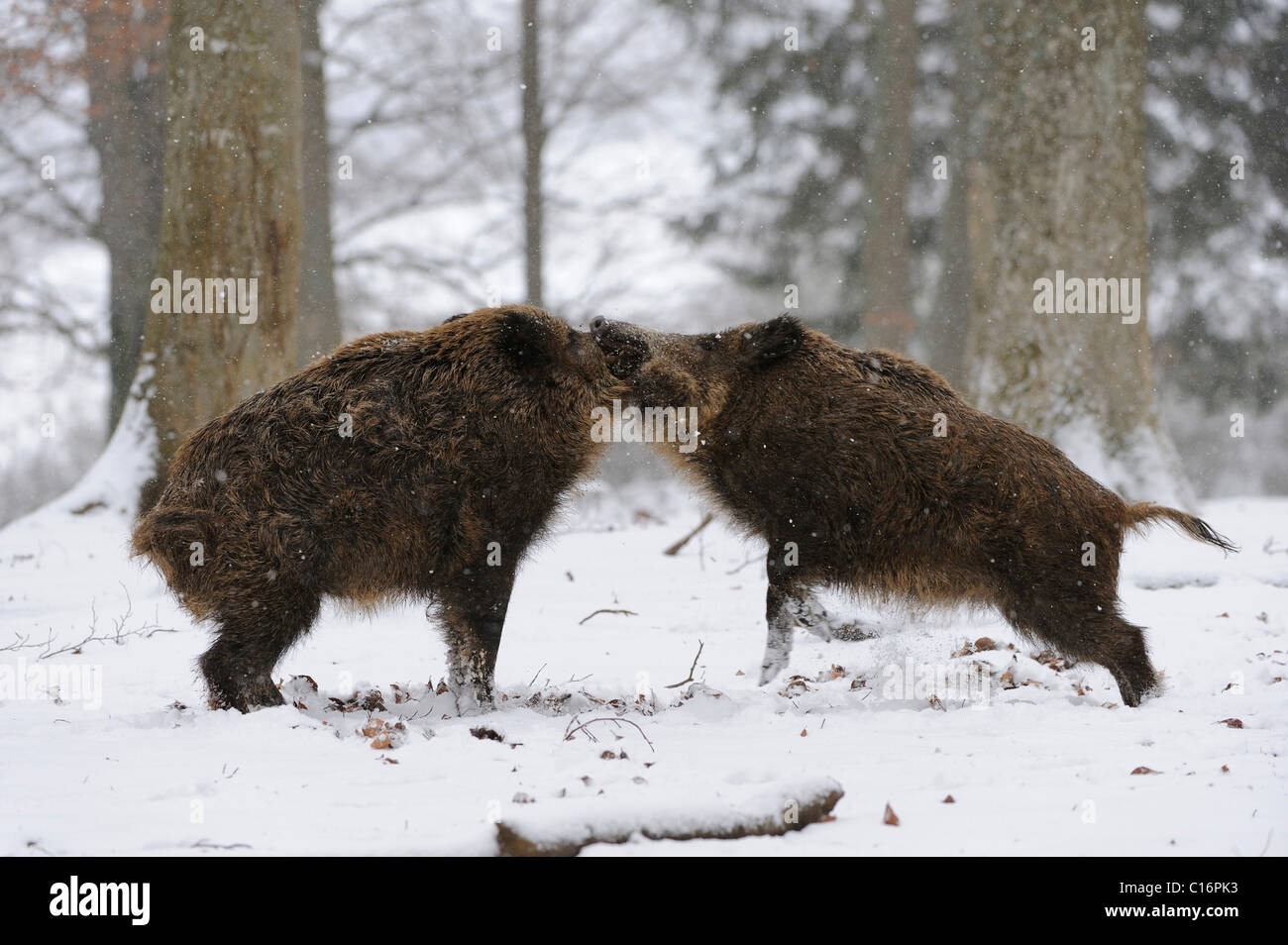 Wildschweine (Sus Scrofa), kämpfen, Schnee Stockfoto