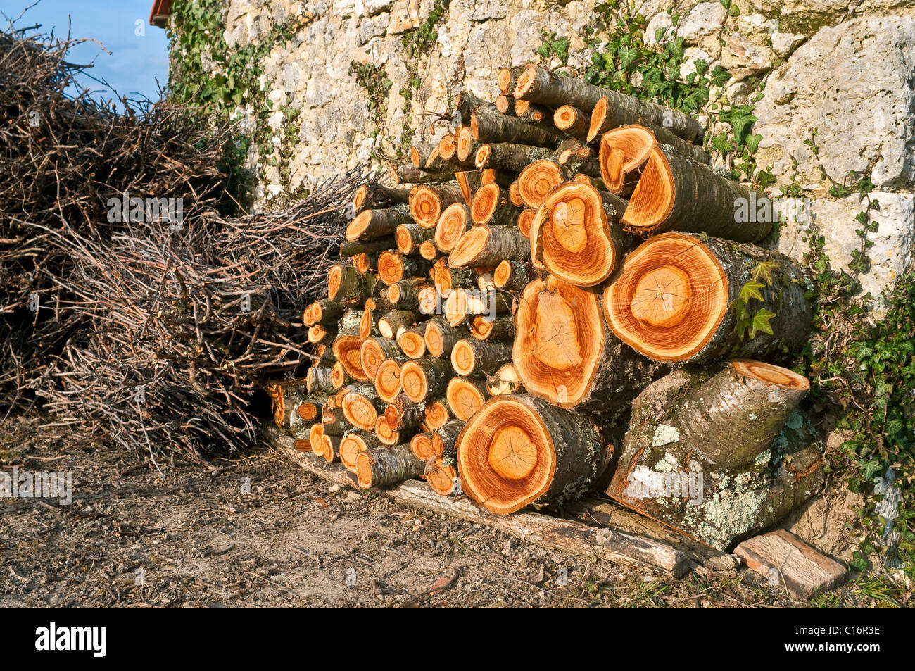 Schneiden Sie Protokolle und Wein Zweige anzünden und Brennholz - Frankreich. Stockfoto