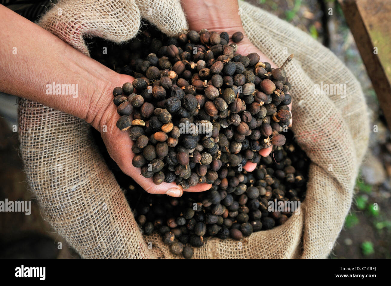 Hand voll Kaffeebohnen, Miraflor-Moropotente Nature Reserve, Esteli, Nicaragua, Mittelamerika Stockfoto