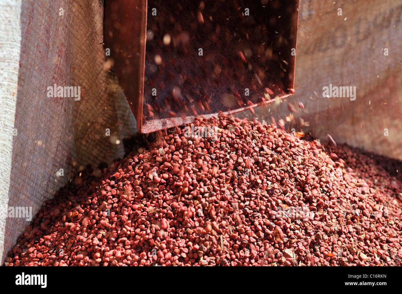 Gebläse für die Reinigung von Annatto Samen aus Achiote (Bixa Orellana), aus denen rotes Pigment für die Lebensmittel- und Kosmetikindustrie extrahiert wird Stockfoto