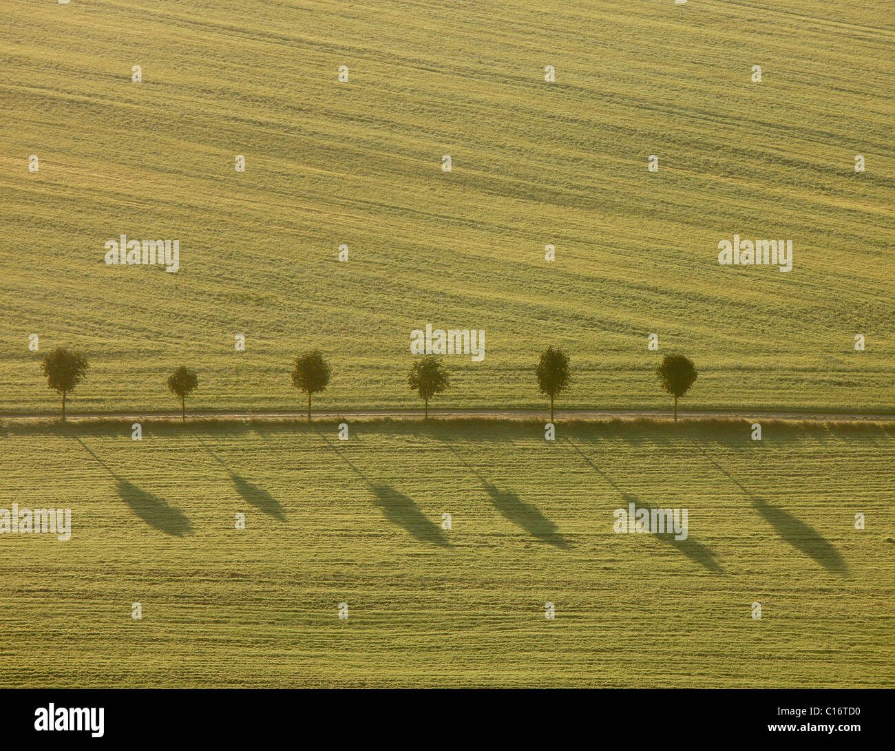 Luftaufnahme, Lane mit Bäumen, Feld, Region, Müritz, Mecklenburg-Western Pomerania, Deutschland, Europa Stockfoto