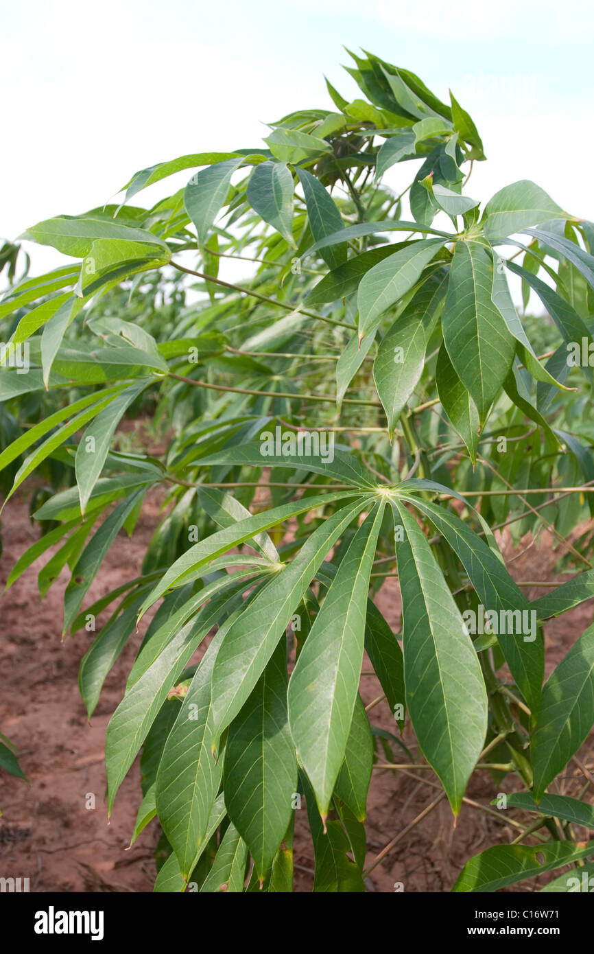 Eine Nahaufnahme der Maniok (Manihot Esculenta) Blätter in einer Plantage in Thailand. Stockfoto