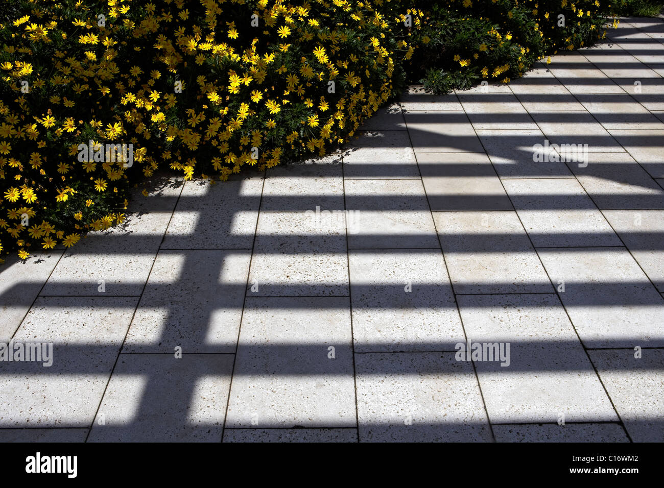 Schatten und Blumen. Barcelona. Spanien. Stockfoto