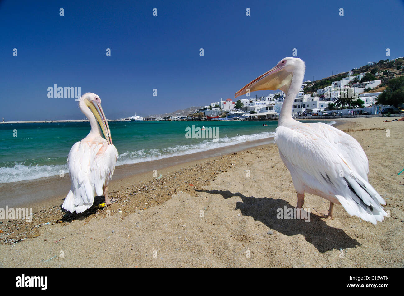 Berühmte Touristenattraktion, zwei Pelikane am Strand direkt am türkisfarbenen Meer, Mykonos, Kykladen, Griechenland, Europa Stockfoto