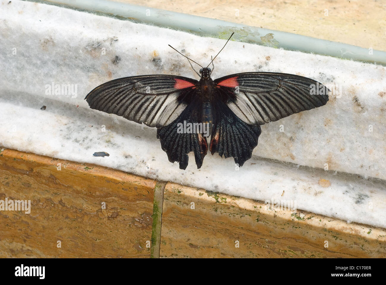 Großer Mormone Schmetterling gefunden in Südasien Stockfoto