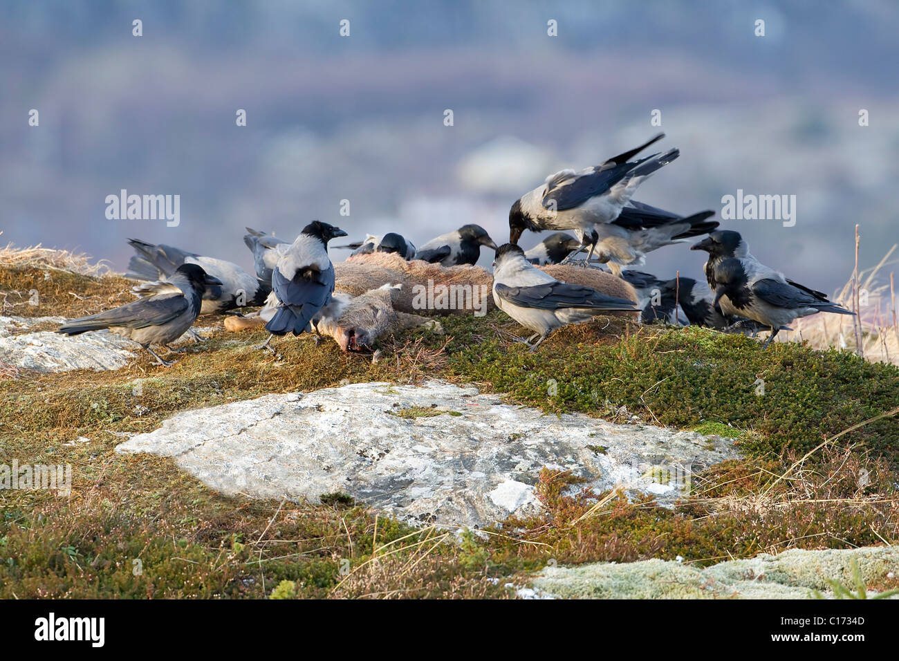 Mit Kapuze Krähen Corvus Corone eifrig versammeln sich um den Kadaver ein Reh an der Küste zu füttern Stockfoto