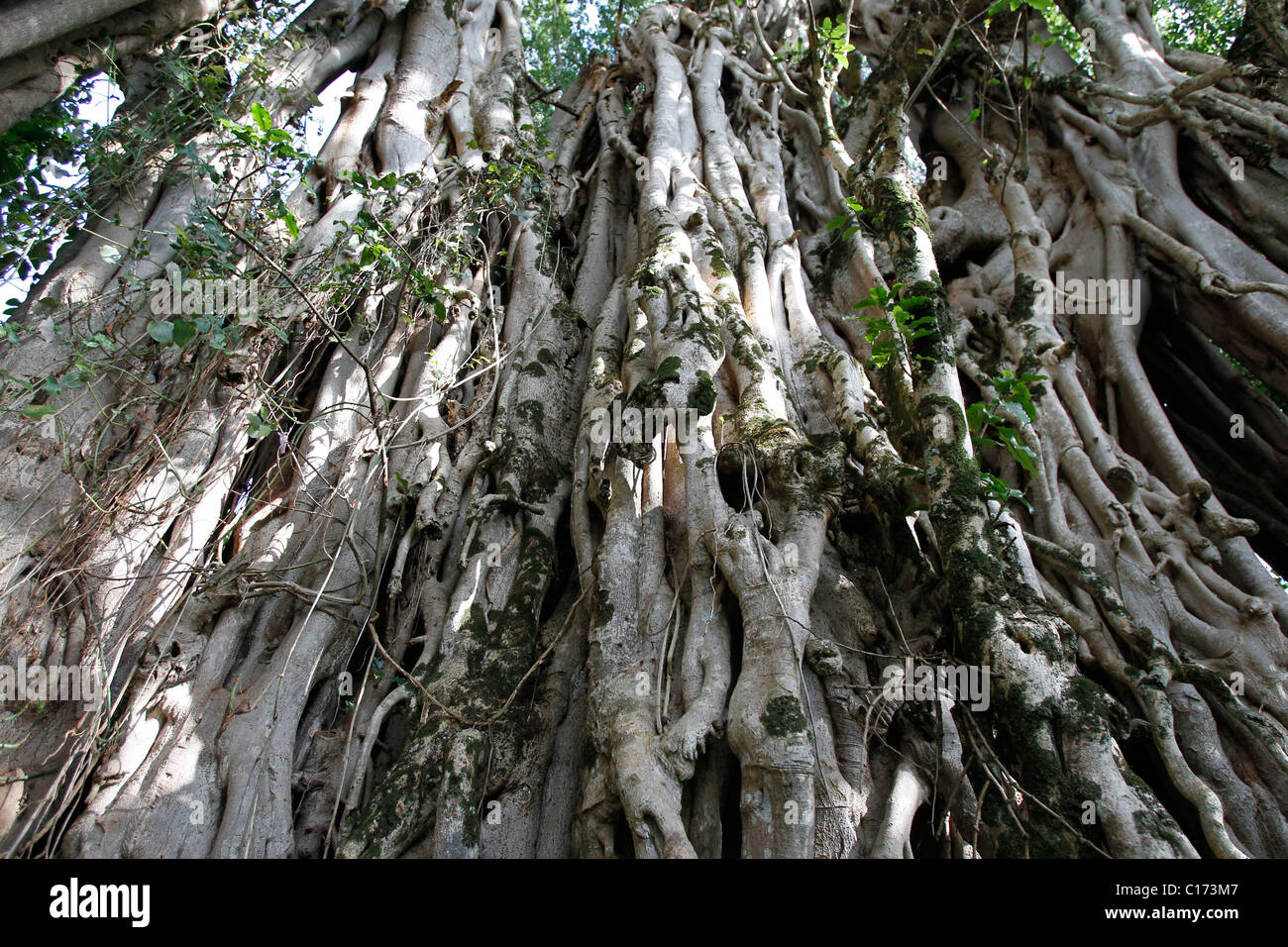 Die Wurzeln und Zweige von einem riesigen Feigenbaum in Kenia Stockfoto