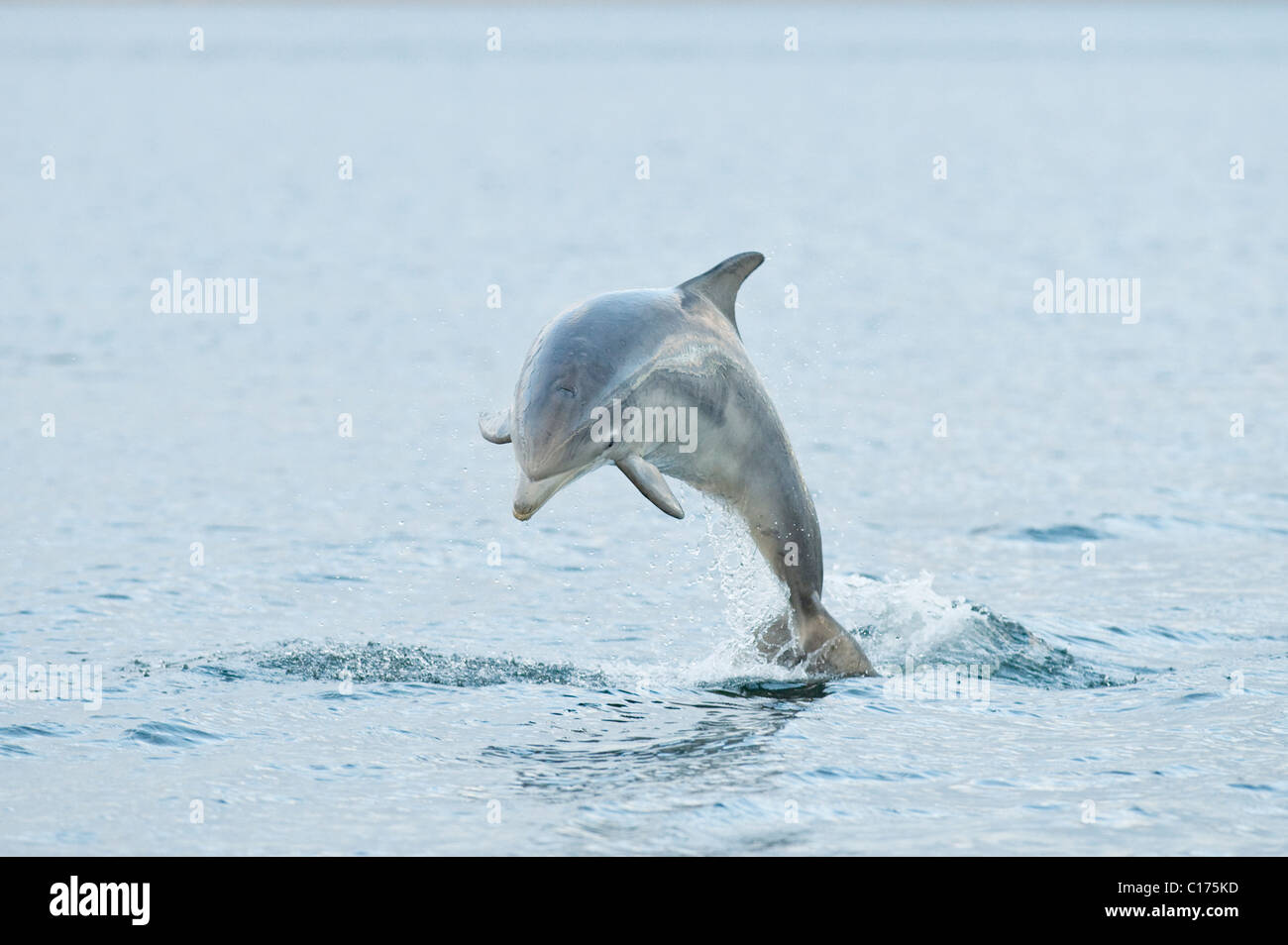 Jugendlicher Bodendelfin (Tursiops truncatus) , Moray firth, Schottland, Großbritannien. Stockfoto
