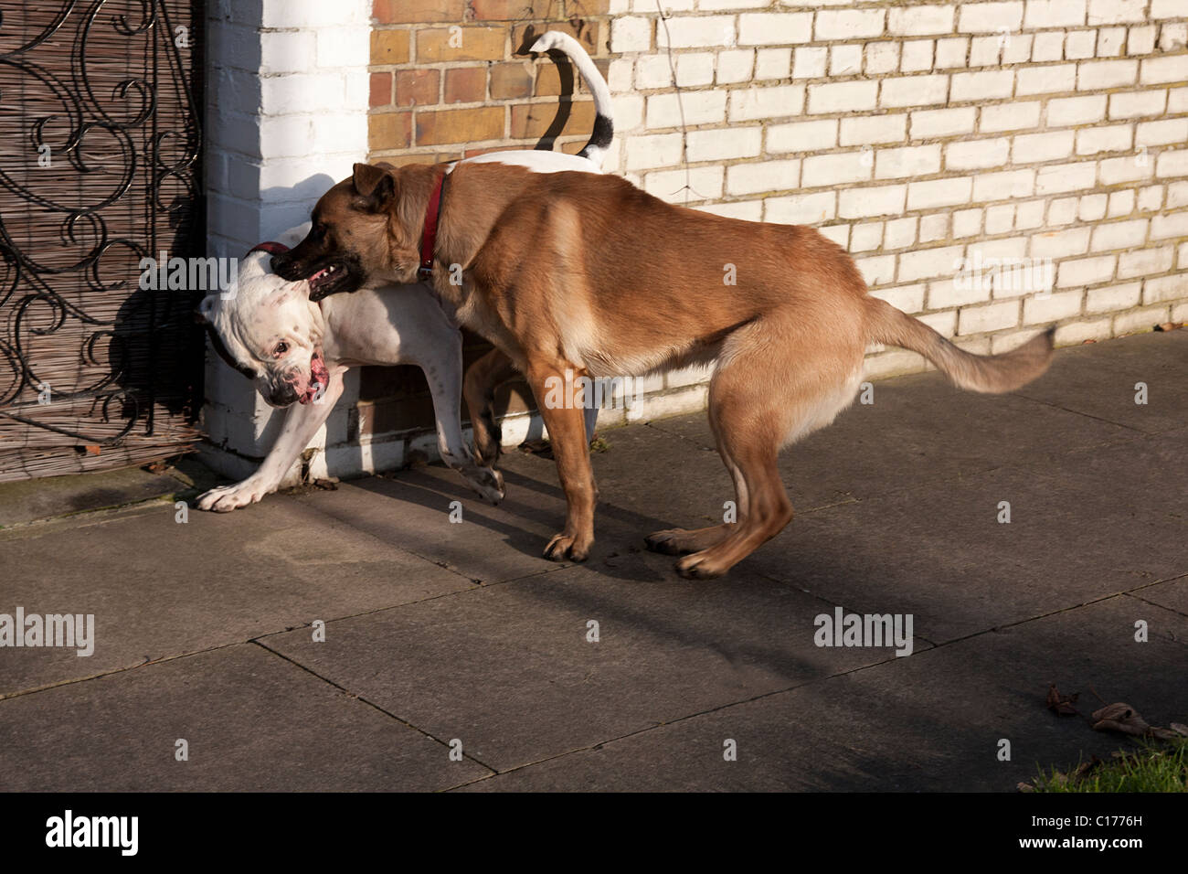 zwei Hunde playfighting Stockfoto