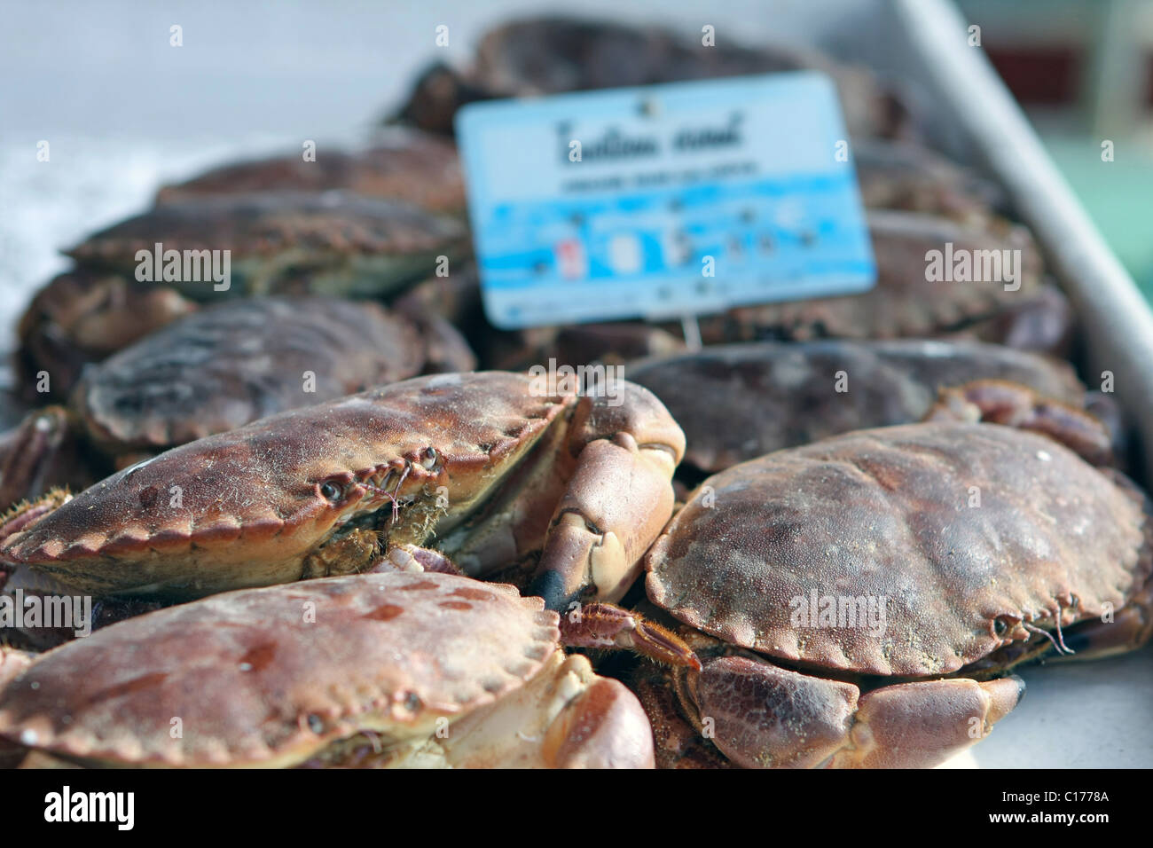 Frische live Krabben auf einem Fischmarkt in Ouisterham, Normandie, Frankreich Stockfoto