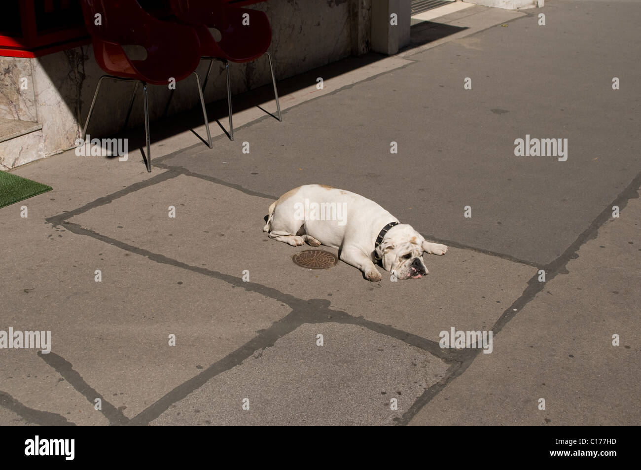 Bulldog auf dem Bürgersteig in der heißen Sonne liegen. Stockfoto