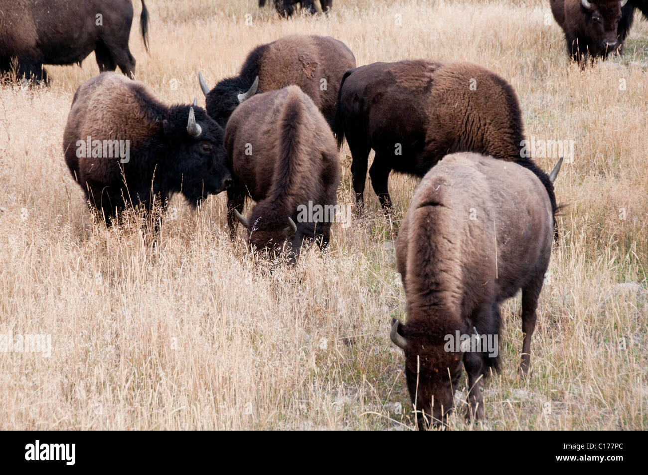 Buffalo, Bisonherden auf westlichen Schleife, Weiden am Yellowstone River, Yellowstone-Nationalpark, Wyoming, USA Stockfoto