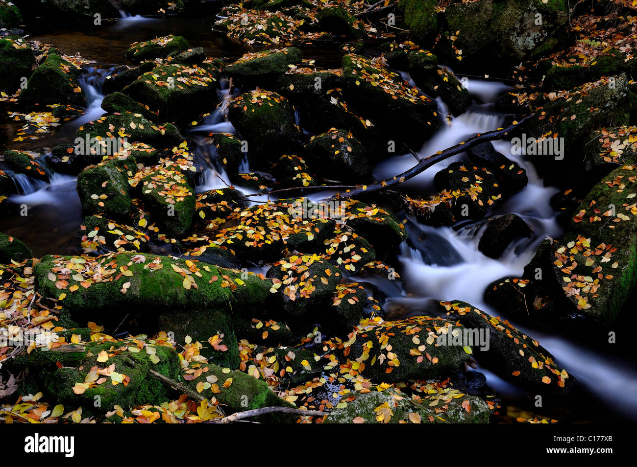 Fließender Strom, bemoosten Steinen und Herbst Blätter, Altschoenau, Bayerischer Wald, Bayern, Deutschland, Europa Stockfoto