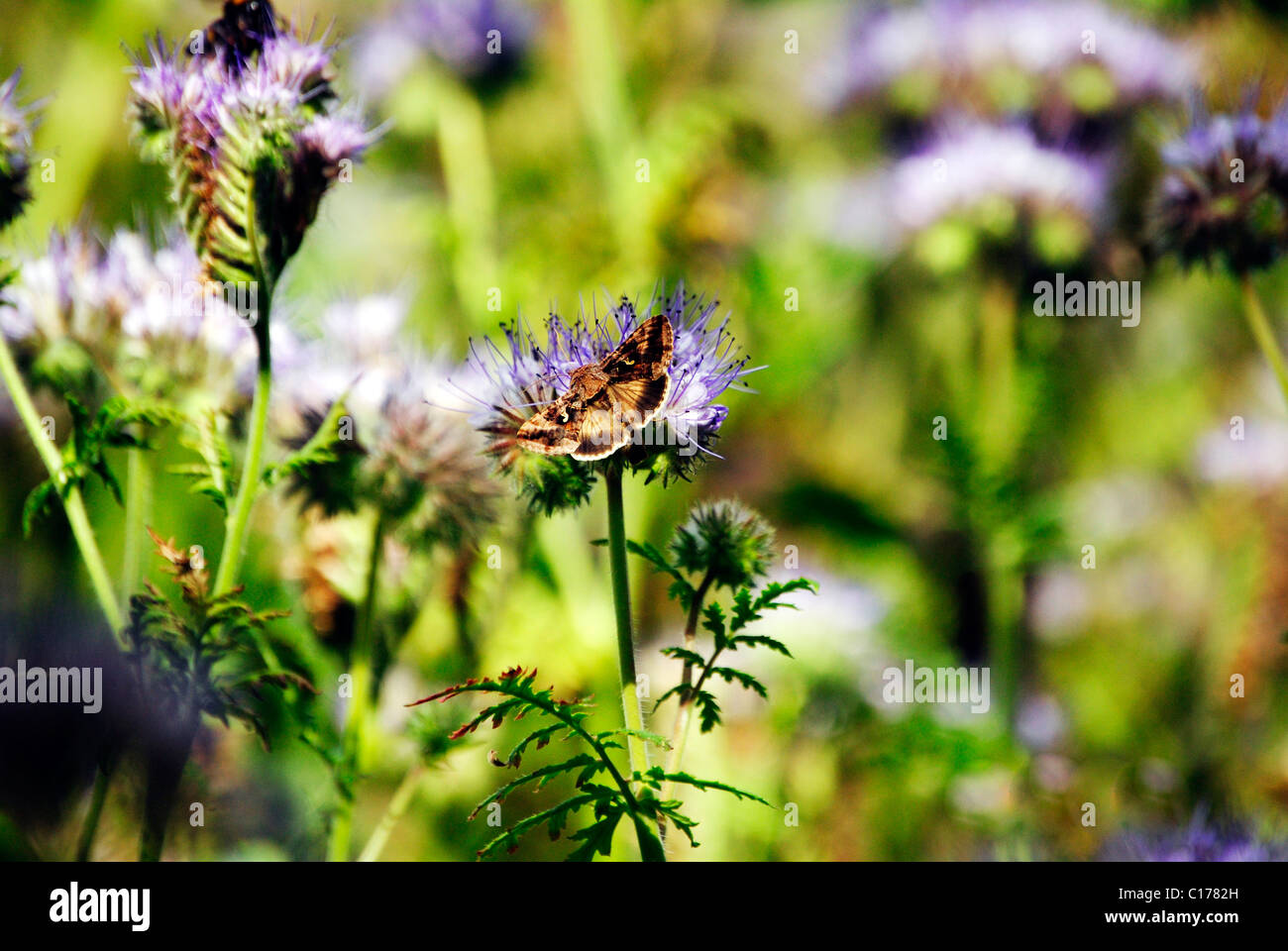 Natur, Norfolk, Motte auf lila Wiesenblumen Stockfoto