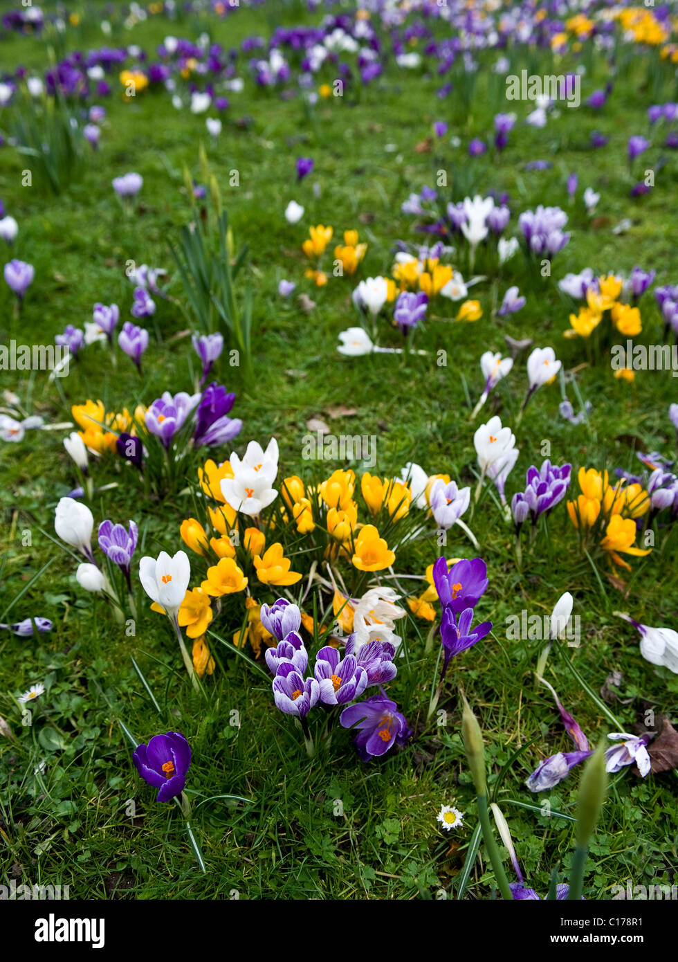 Krokusblüten.  Foto von Gordon Scammell Stockfoto