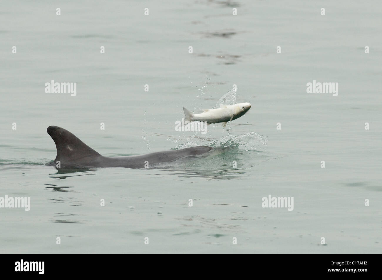 Einsamer, geselliger, bottlenose Delfin 'Dave' (Tursiops truncatus). Folkestone, Kent, Großbritannien. Spielen mit Fischen (graue Meeräsche). Stockfoto