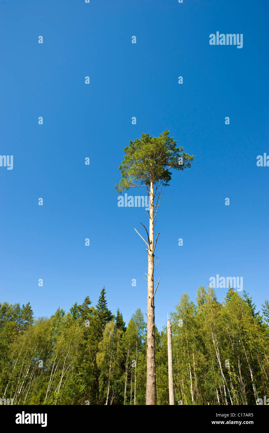 Bäume, Insel Saaremaa, Ostsee, Estland, Baltikum, Nordosteuropa Stockfoto