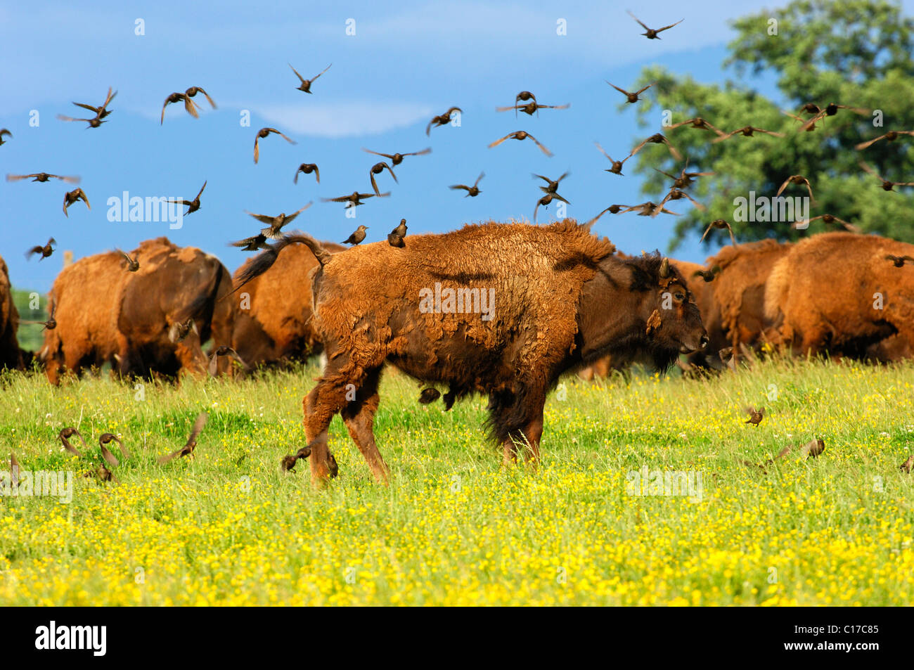 Ein Vogelschwarm absetzen auf eine amerikanische Bisons (Bison Bison), auf der Suche nach Ungeziefer im Wintermantel Stockfoto