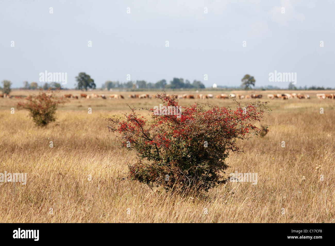 Weißdorn (Crataegus) mit roten Beeren, Neusiedler See - Seewinkel Nationalpark, Burgenland, Österreich, Europa Stockfoto