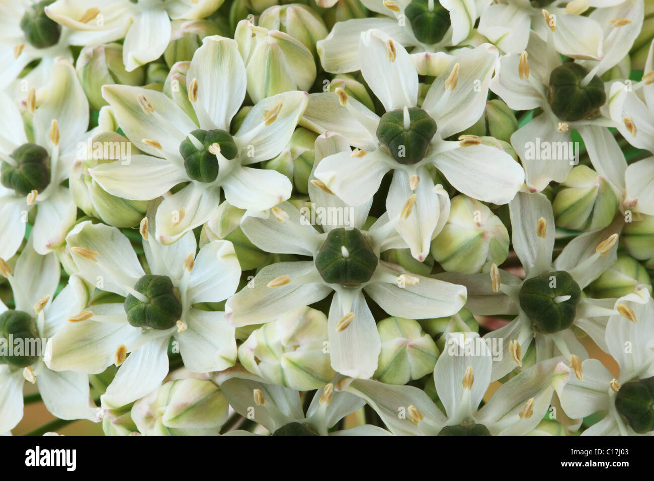 Allium Nigrum schwarzer Knoblauch breitblättrigen Zwiebel Juni Stockfoto