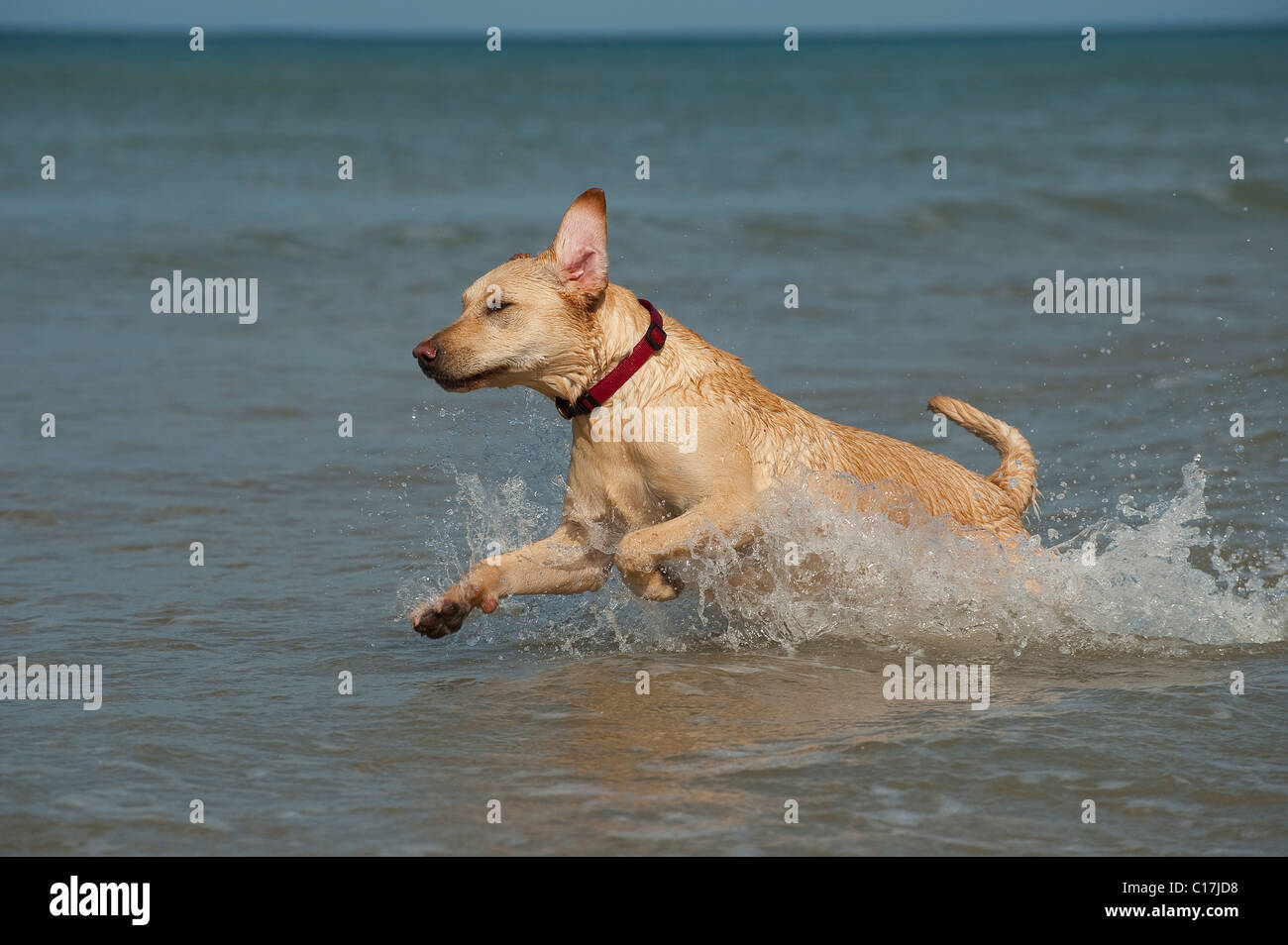 Gelber Labrador Hund Spaß im Meer. Stockfoto