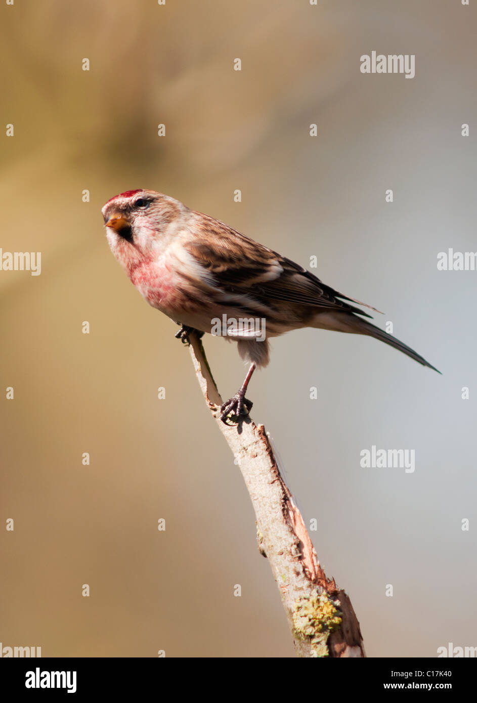 Geringerer Redpoll (Zuchtjahr Cabaret) thront auf Zweig Stockfoto