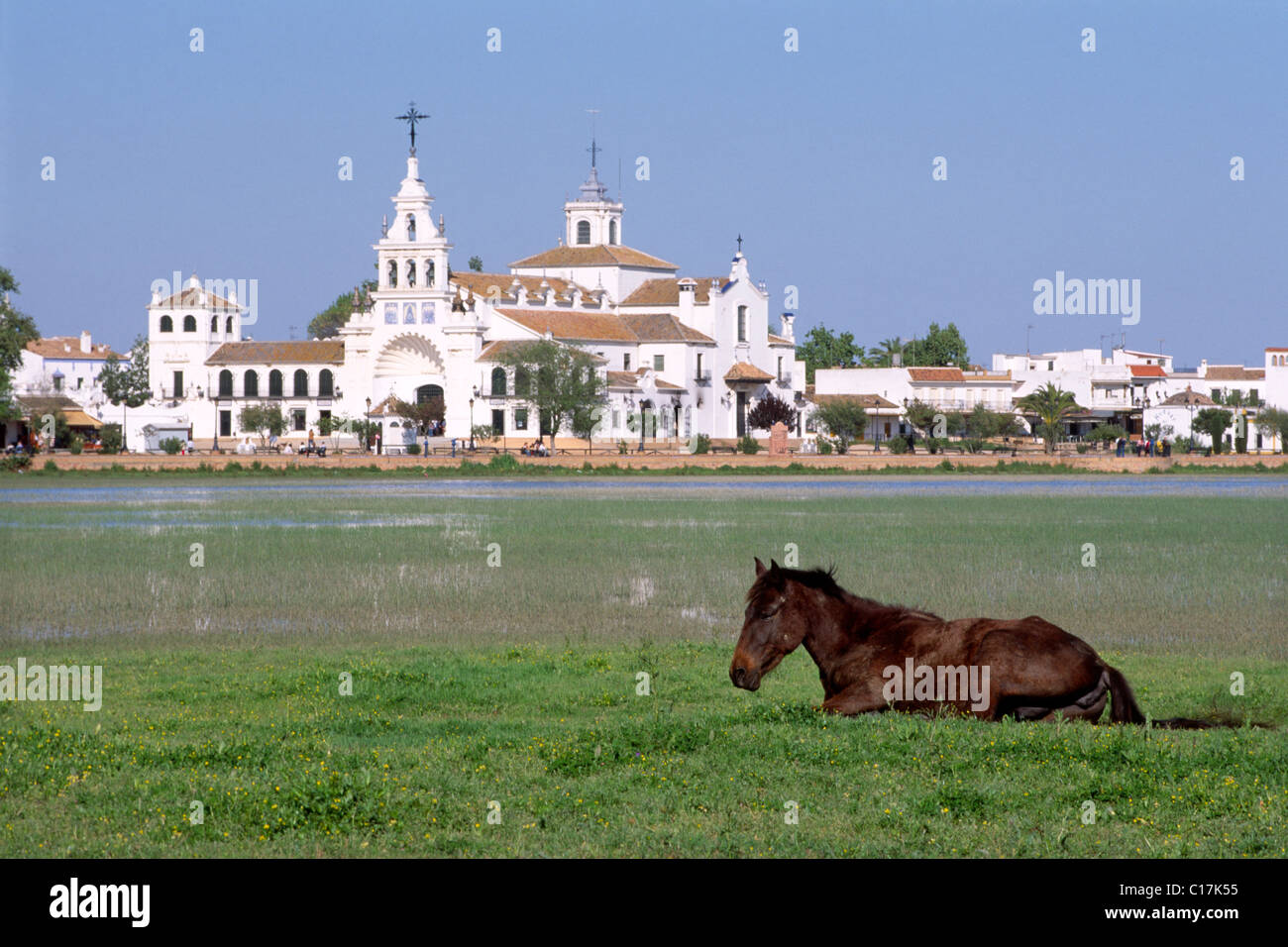 Andalusischen Pferde leben in der Wildnis im Nationalpark Donana, im Hintergrund das Dorf El Rocio, Andalusien, Spanien, Europa Stockfoto