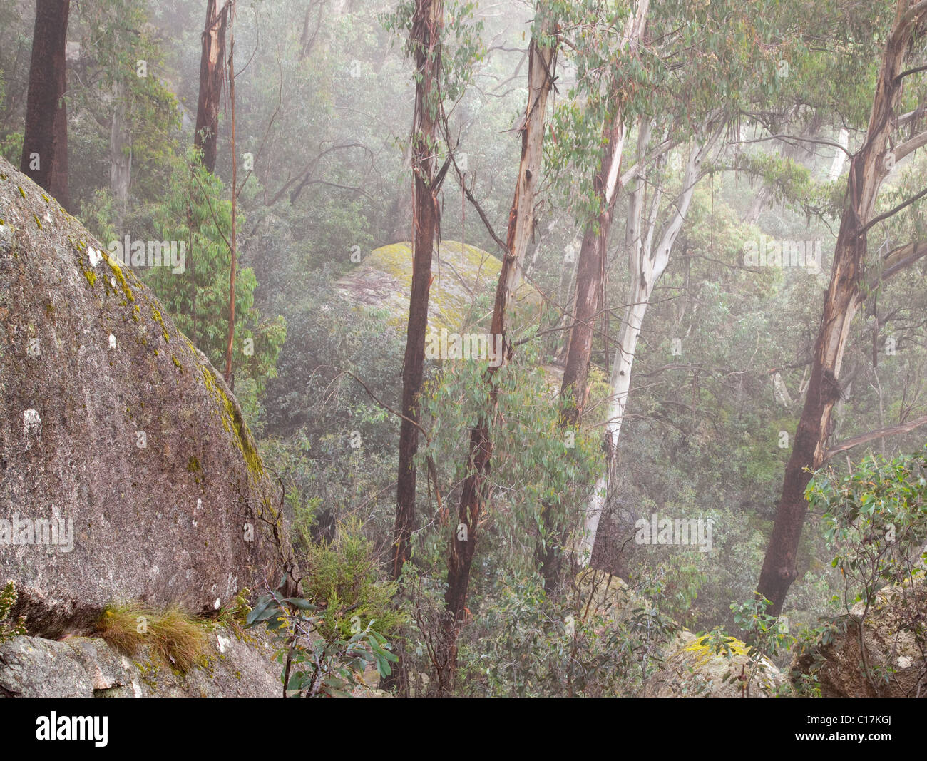 Gum-Wald rund um das Chalwell Galerien, Mount Buffalo National Park, Victoria, Australien Stockfoto