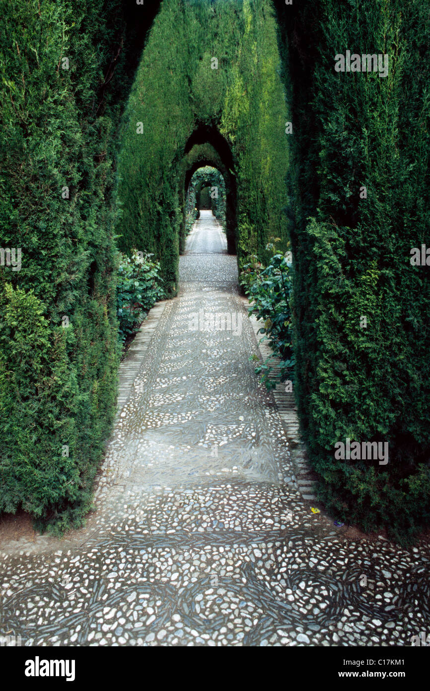 Von Bäumen gesäumten Straße in Alhambra, Granada, Andalusien, Spanien, Europa Stockfoto