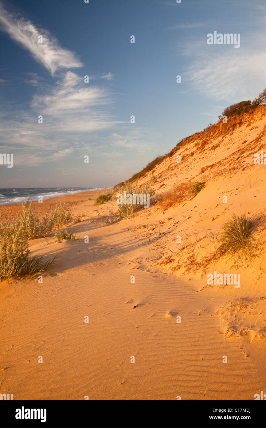 Dünen an der Küste entlang der Ninety Mile Beach, Gippsland Lakes Coastal Park, Victoria, Australien (Tasmansee) Stockfoto