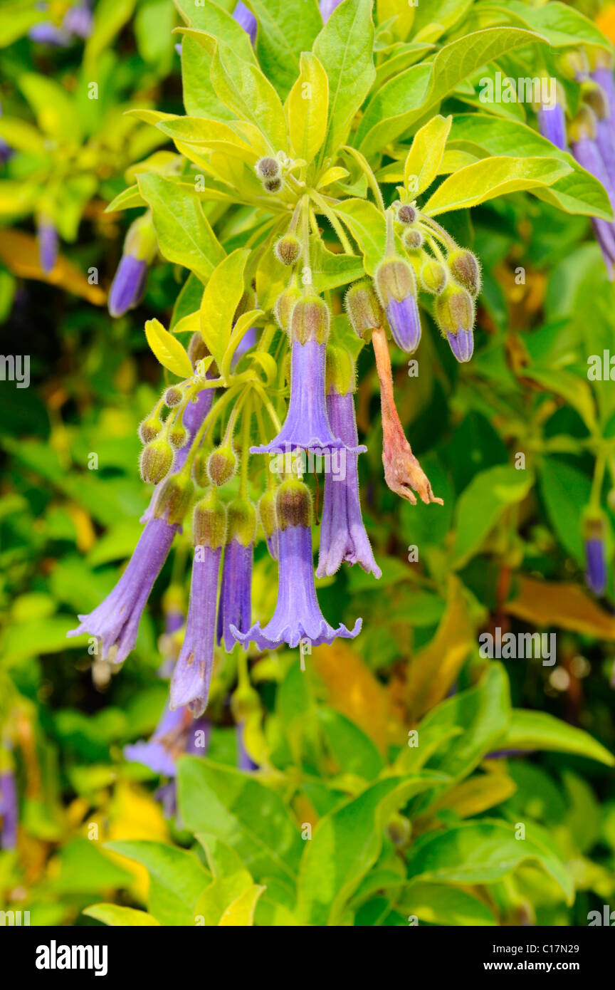 Iochroma (Lochroma Cyaneum Stockfotografie Alamy