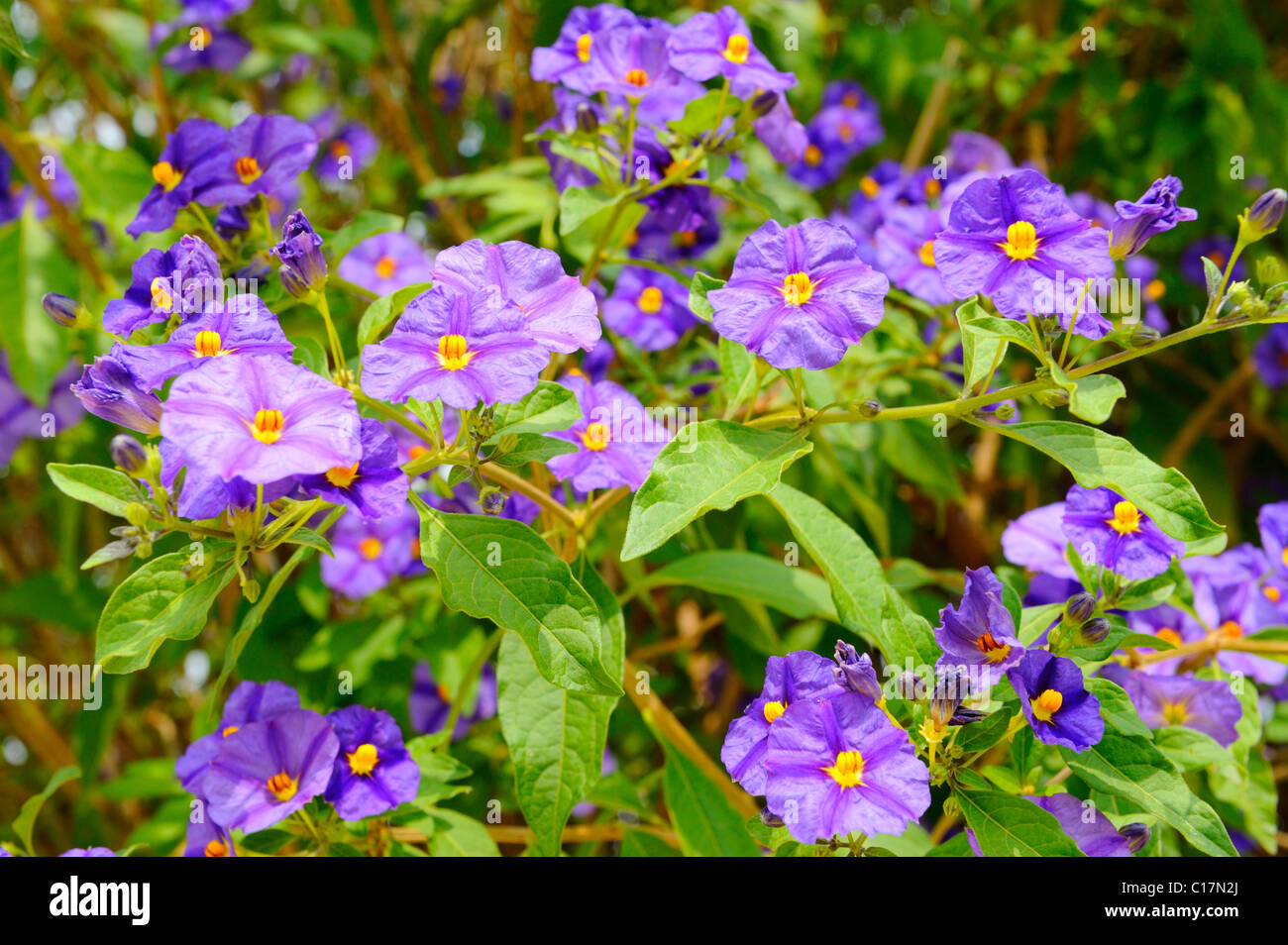 Blau Solanum Strauch oder Paraguay Nachtschatten (Lycianthes Rantonnetii) Stockfoto