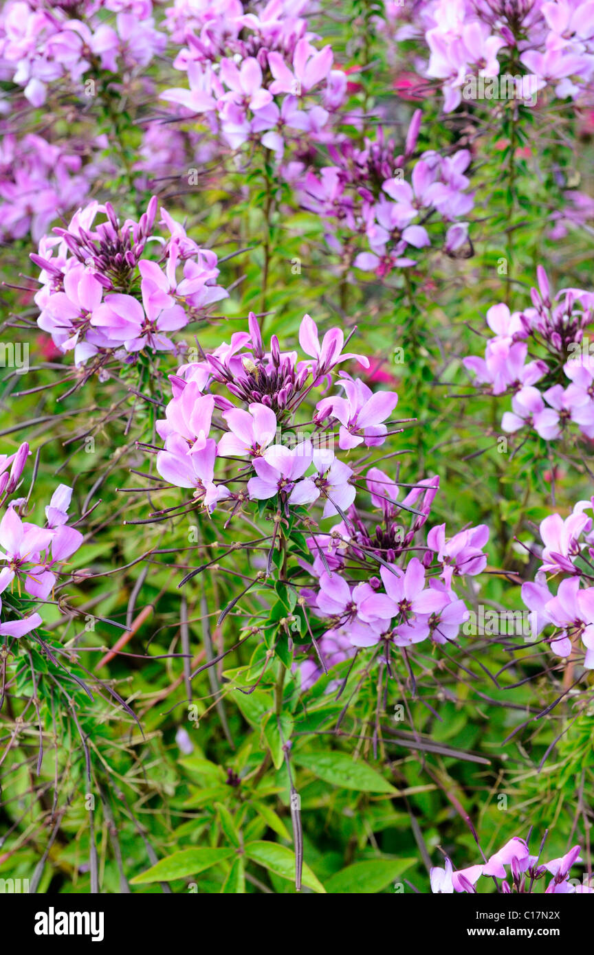 Spinne Blume (Cleome Spinosa), Senorita Rosalita, Sommer Pflanze des Jahres 2008 vom Bayerischen Gärtner Stockfoto