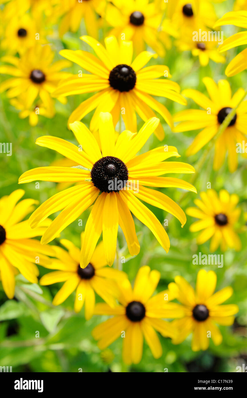 Sonnenhut oder brillante Sonnenhut (Rudbeckia Fulgida) Stockfoto