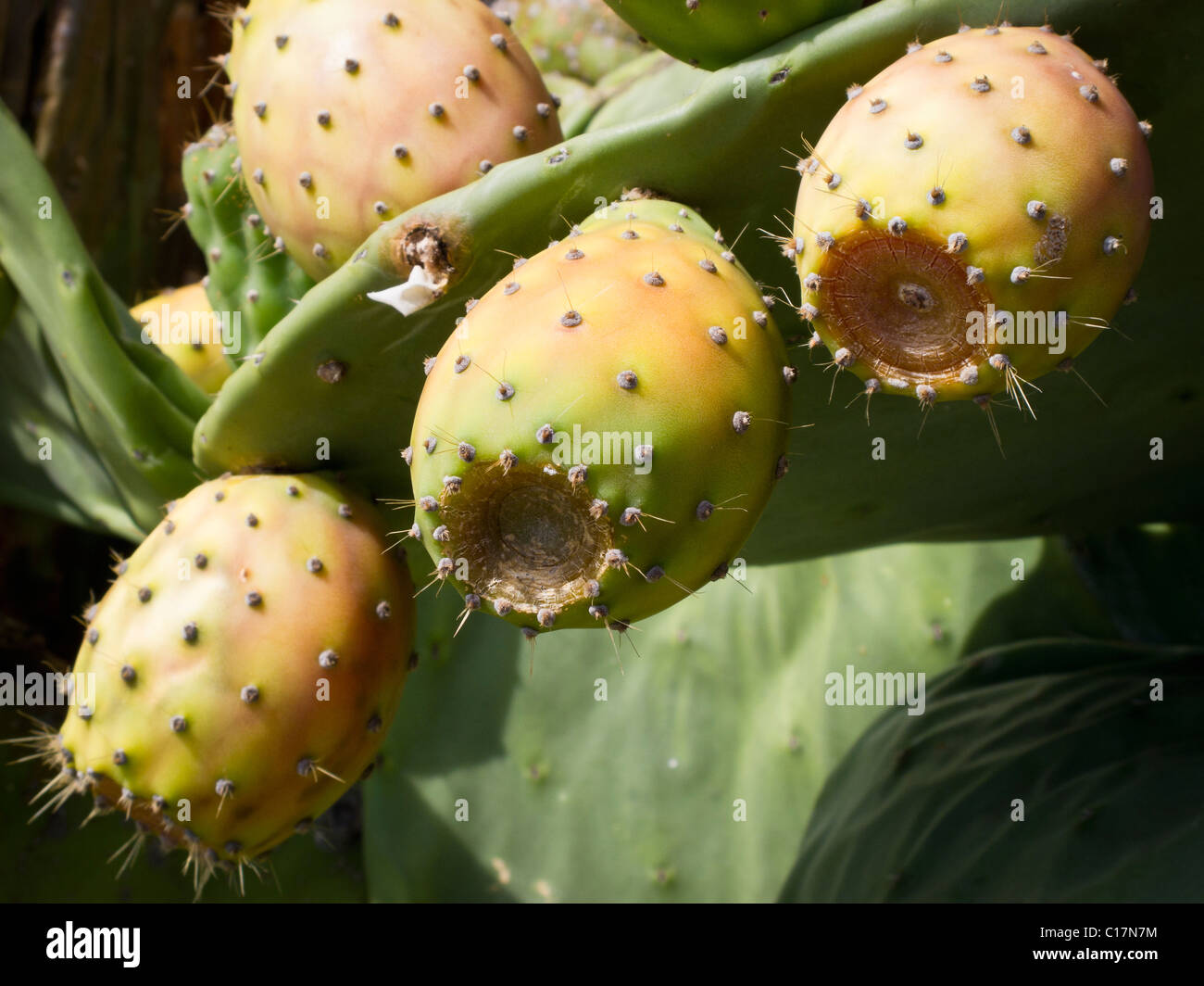 Kaktus samen -Fotos und -Bildmaterial in hoher Auflsung  Alamy