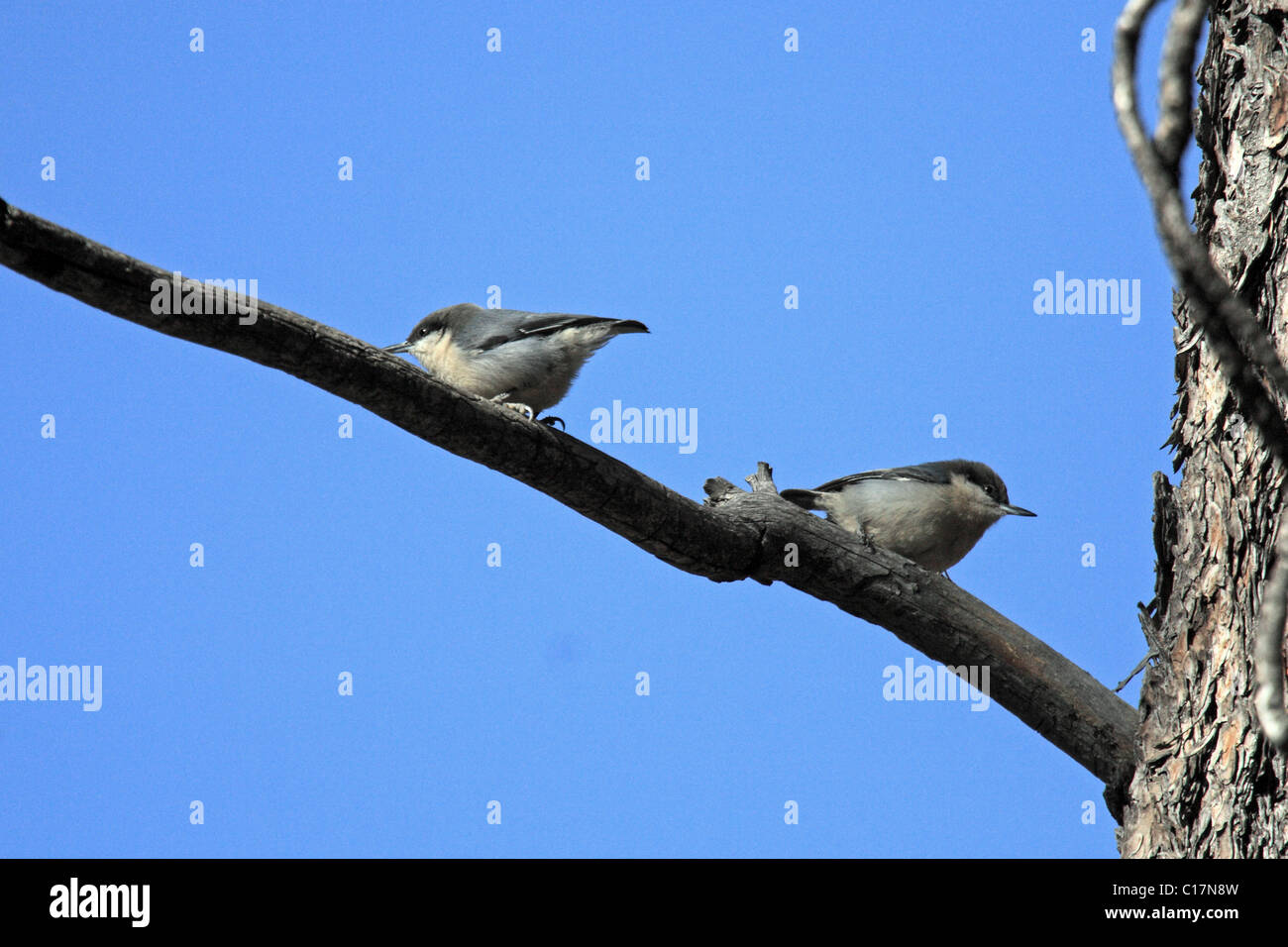 Zwerg Kleiber (Sitta Pygmaea) Stockfoto
