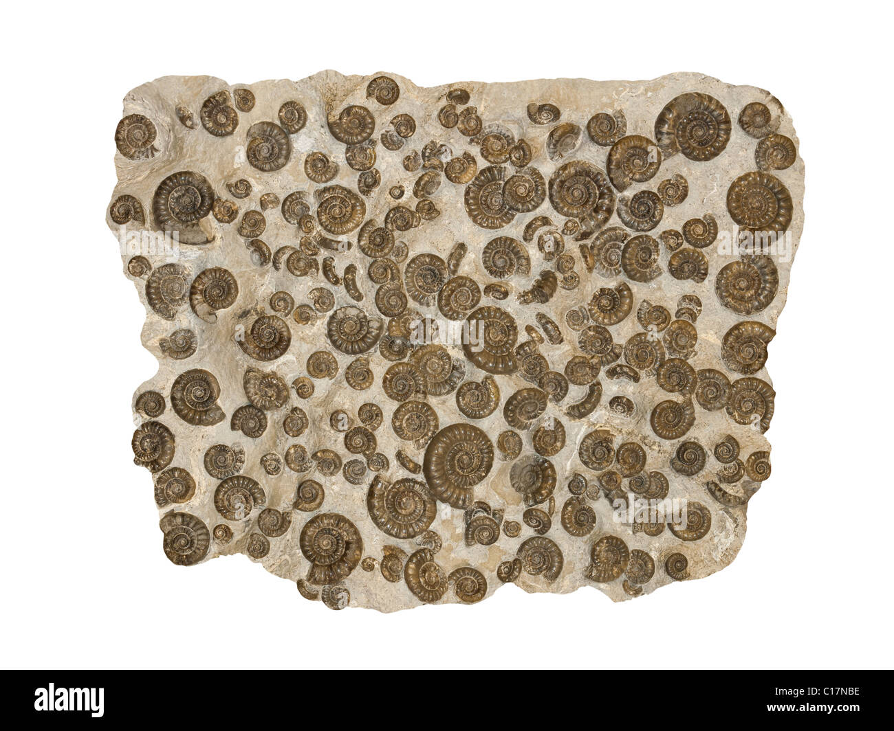 Fossile Ammoniten Arnioceras Kridioides aus Jurassic Period Yorkshire Coast UK Stockfoto