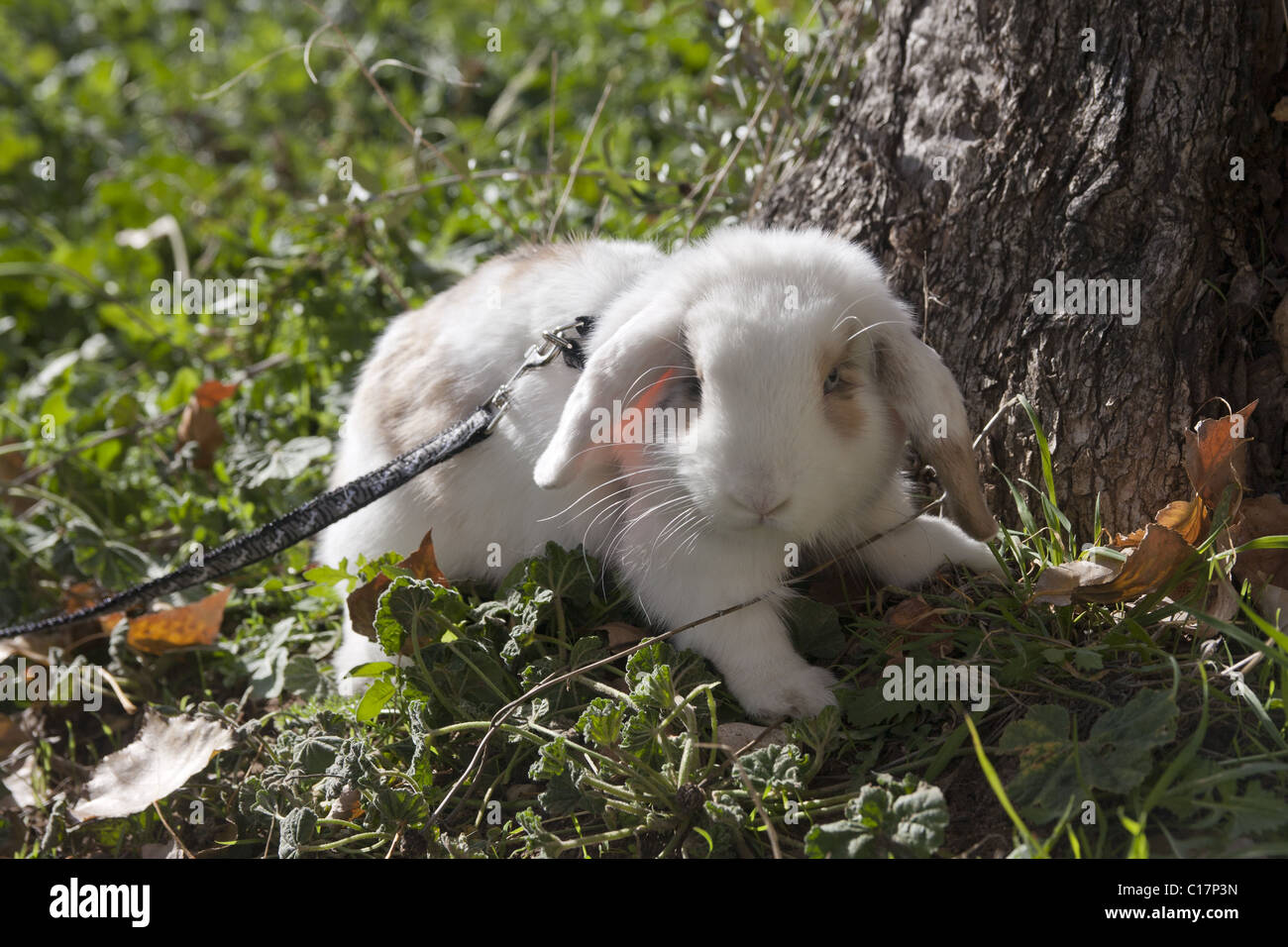 PET Baby Kaninchen tragen Gurt Stockfoto