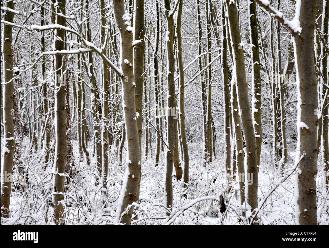 Verschneite Bäume mit keine Blätter, alle senkrechten mit komplizierten Details zwischen den Baumstämmen 0101 Stockfoto