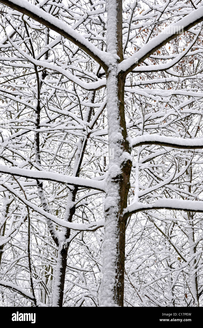 Verschneite Bäume mit keine Blätter 0100 Stockfoto