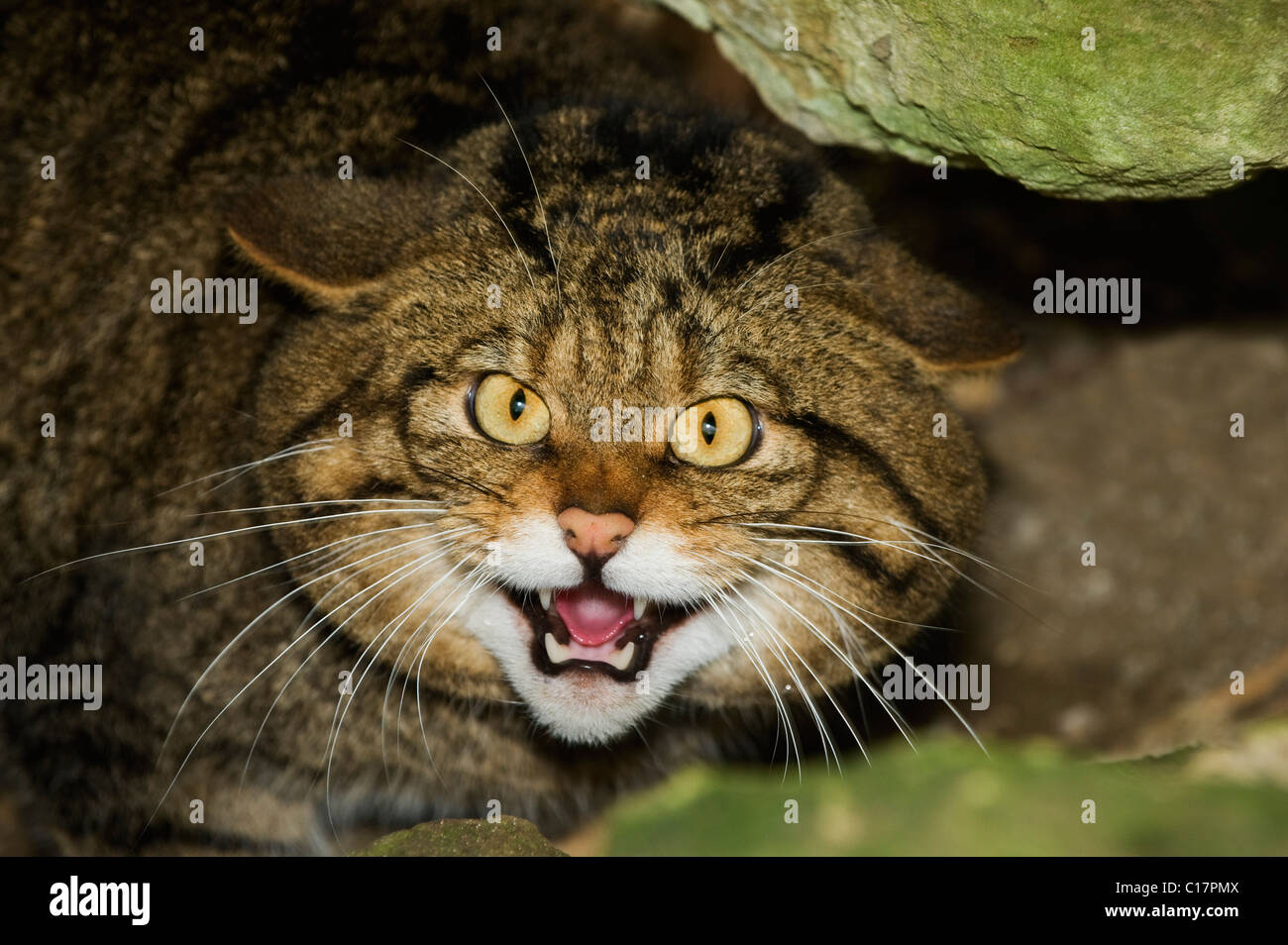 Scottish Wildcat (Felis silvestris) Captive Port Lympne Wild Animal Park, Kent, Großbritannien Stockfoto